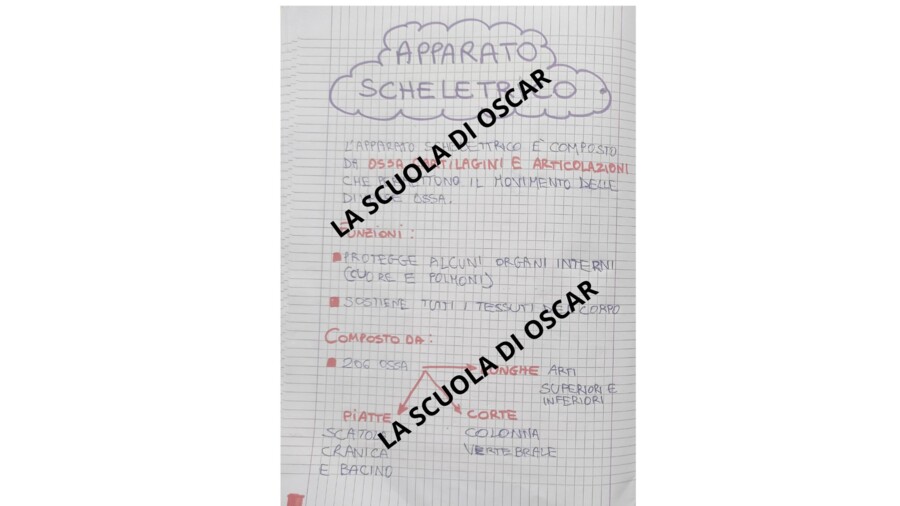 L'APPARATO SCHELETRICO - QUADERNO DI SCIENZE CL. 5^ -