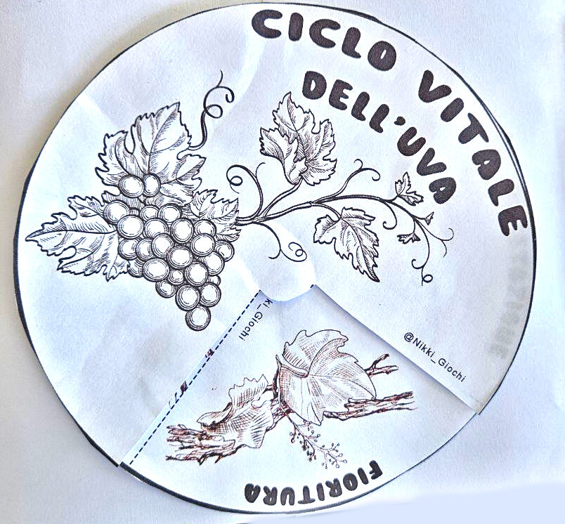 🍇 Lapbook dell’Uva