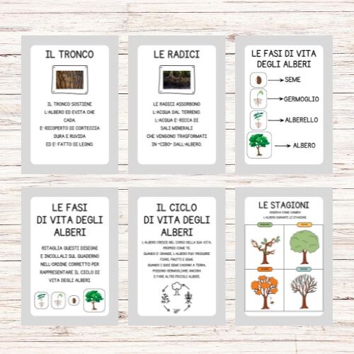 Schede didattiche sugli alberi classe prima e seconda