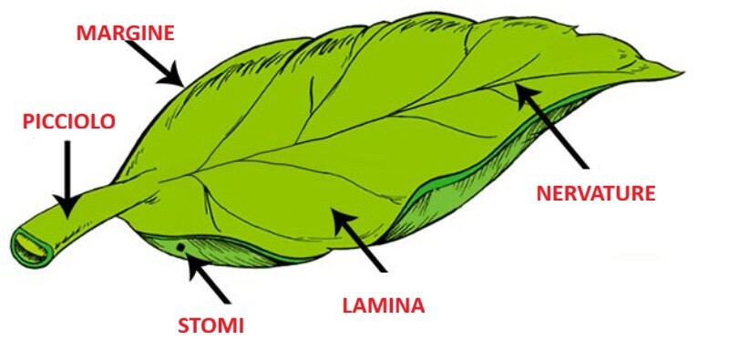 LE PARTI DELLA FOGLIA
