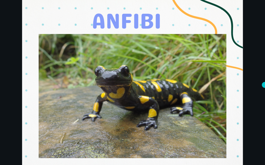 Gli animali vertebrati - presentazione ppt