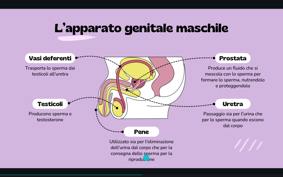 Presentazione apparato riproduttore - classe quinta