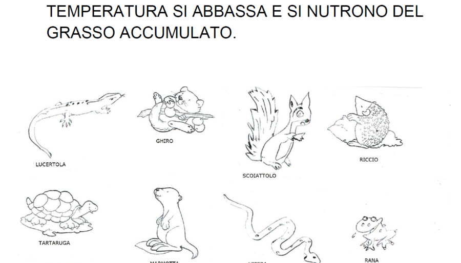 IL REGNO ANIMALE, SCUOLA PRIMARIA, CLASSE SECONDA, SCIENZE.