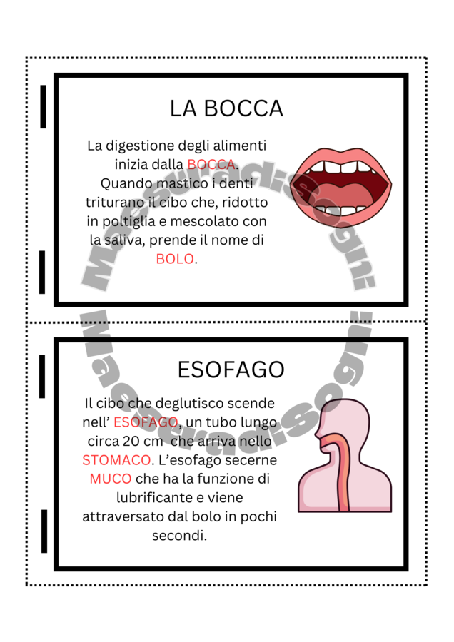 Il Sistema Digestivo - Flip Book