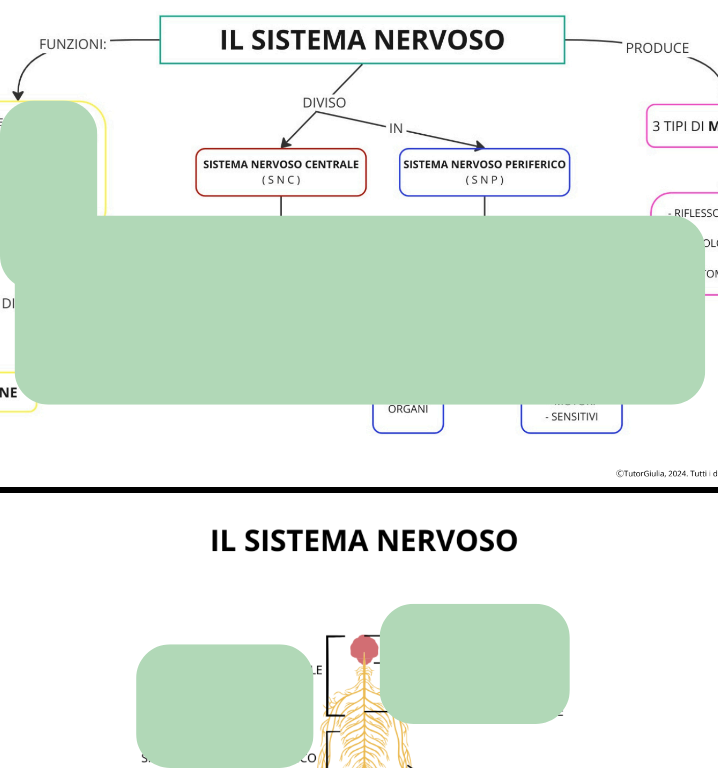 IL SISTEMA NERVOSO