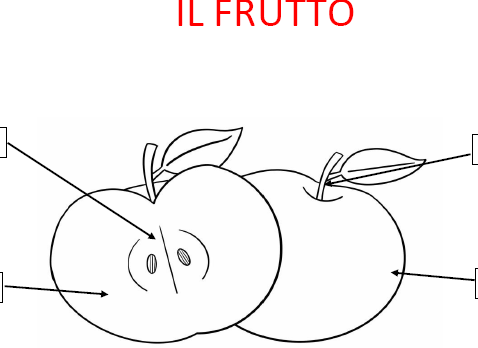 DAL FIORE AL FRUTTO, SCIENZE CLASSE SECONDA PRIMARIA