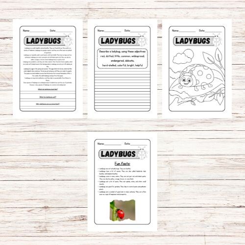 Lettura e comprensione in inglese - Ladybugs