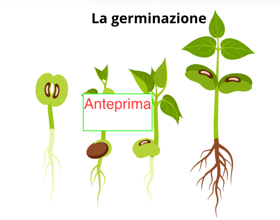 Il risveglio di un seme - Carte scientifiche Montessori e piccolo libro- classi 1-5