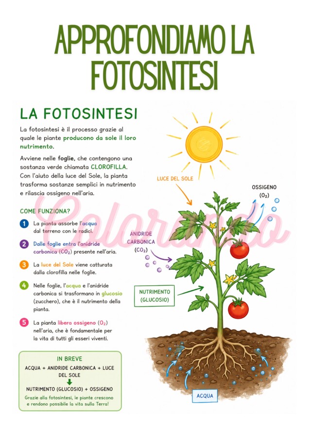 Alla scoperta delle piante – Schede didattiche sulla fotosintesi e la riproduzione vegetale per la scuola primaria terza e quarta