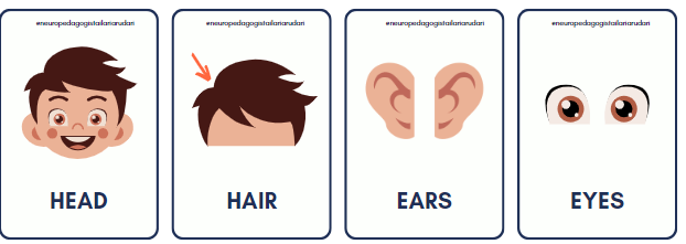 Flashcards Body Part