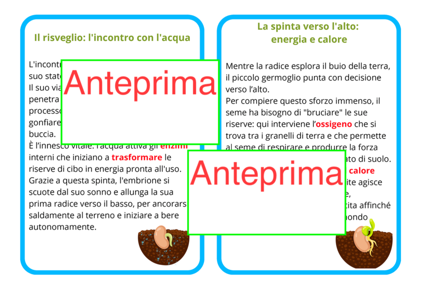 Il risveglio di un seme - Carte scientifiche Montessori e piccolo libro- classi 1-5