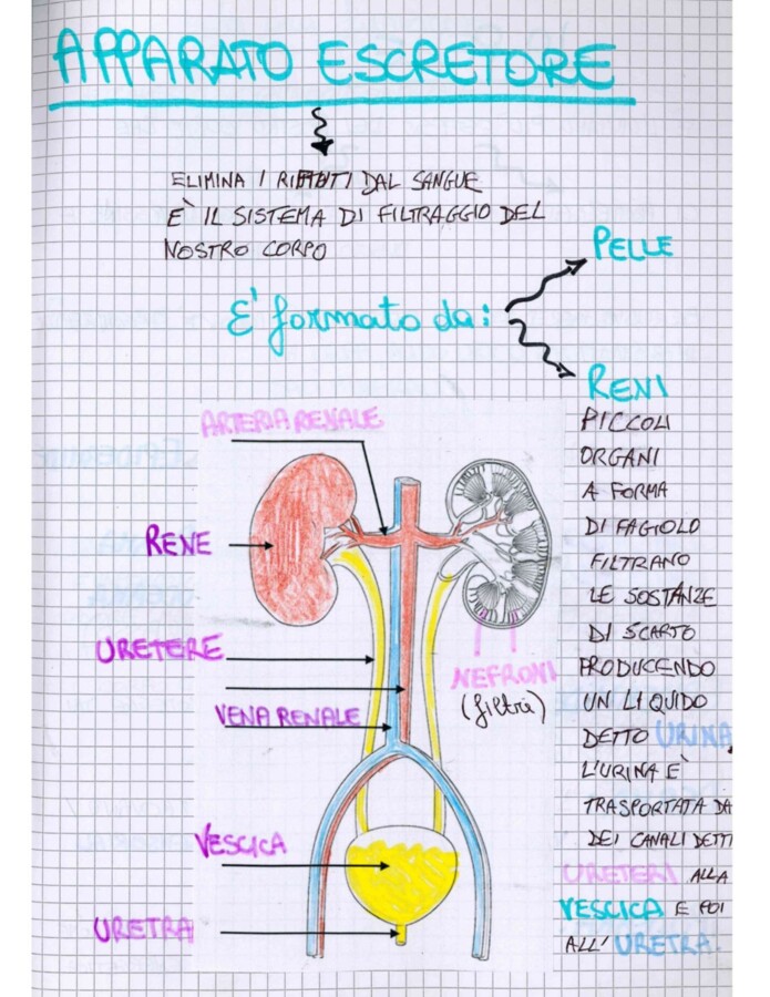 Quaderno di Scienze per la 2ª Media: Chimica, Cellula e Corpo Umano - Appunti manoscritti, schematizzati e illustrati-