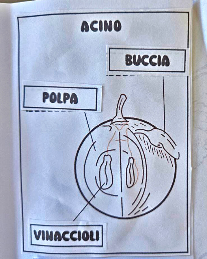 🍇 Lapbook dell’Uva