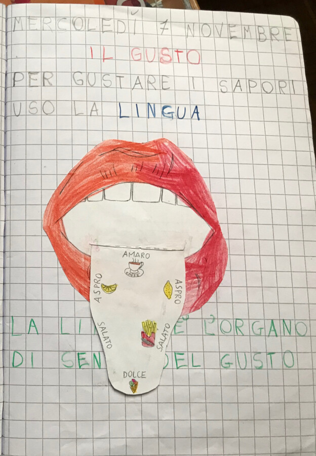 Scienze: il gusto, la lingua e i sapori (modellino da costruire)