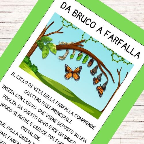 Il bruco e la farfalla schede didattiche