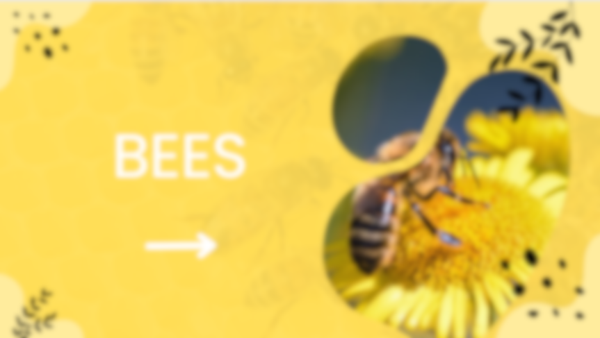 CLIL MINI MONDO - Bugs and friends