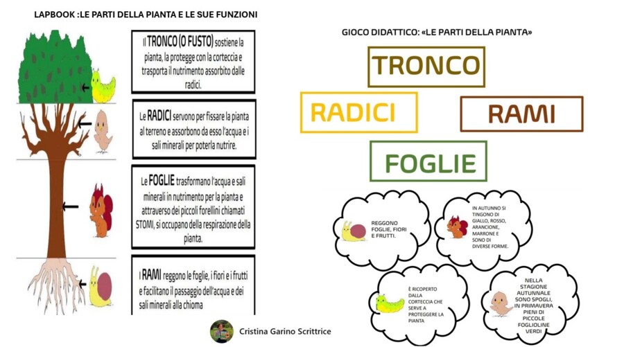 LE PARTI DELLA PIANTA E LE SUE FUNZIONI IN COMPAGNIA DI CHIODINO IL RICCIO E I SUOI AMICI