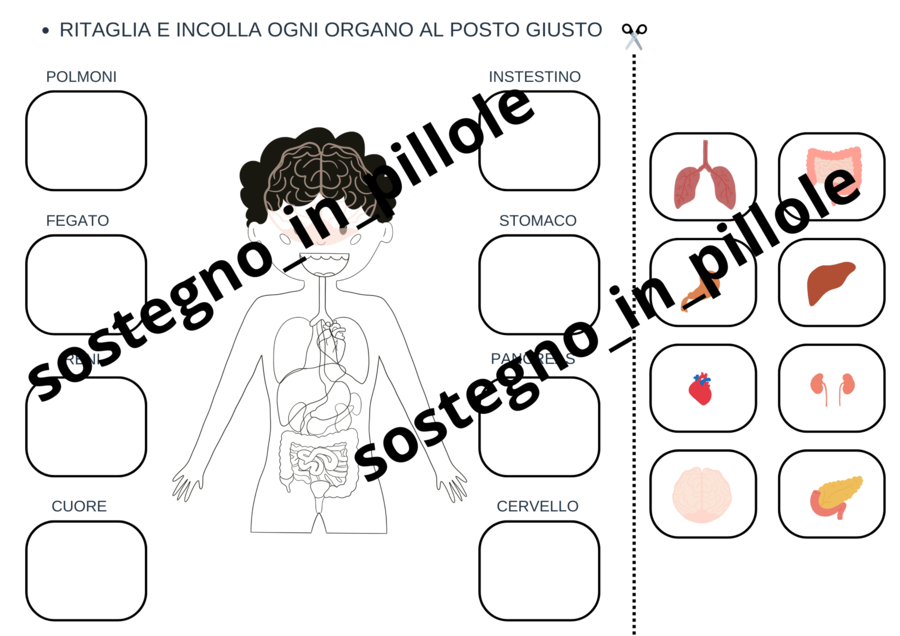 Il corpo umano e la digestione