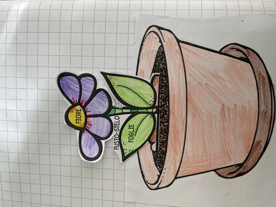 Dal seme al fiore: modellino da costruire