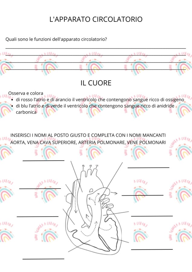 Prova di verifica sull'apparato circolatorio per classe quinta primaria