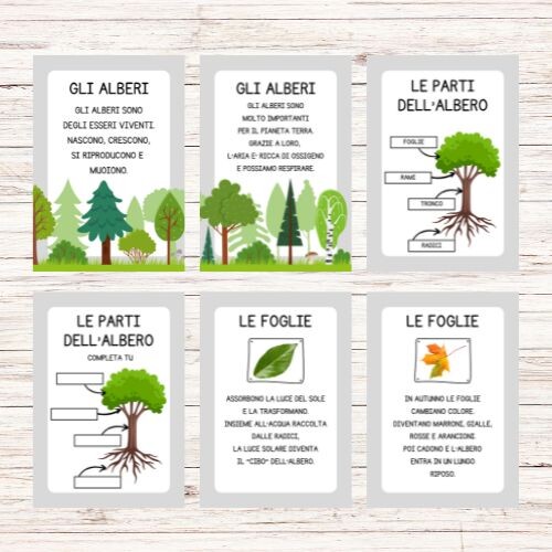 Schede didattiche sugli alberi classe prima e seconda