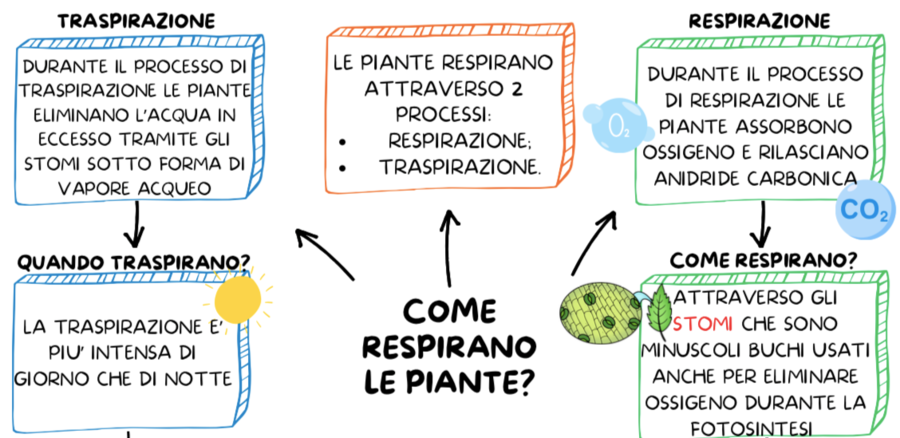 IL REGNO DELLE PIANTE