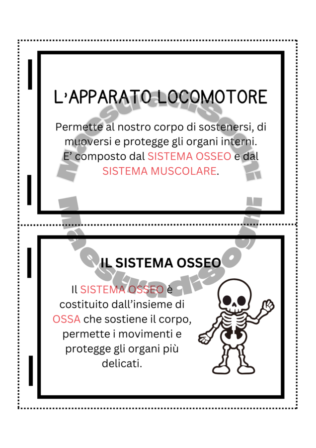 L' Apparato Locomotore - Flip Book