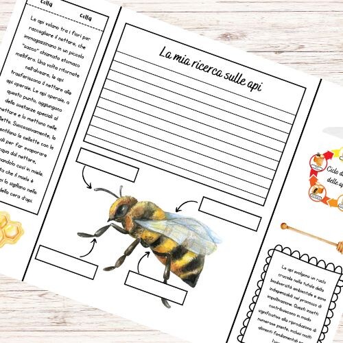 Lapbook sulle api da stampare