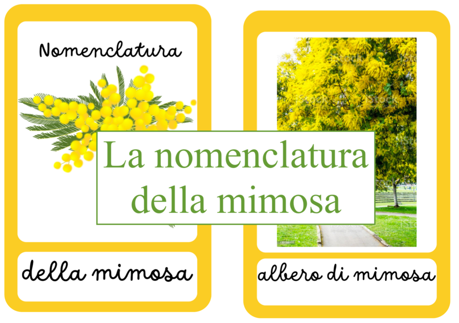 Nomenclatura arricchita della mimosa