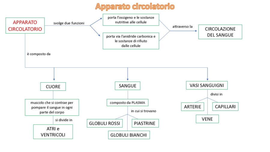 Mappa concettuale sull'apparato circolatorio