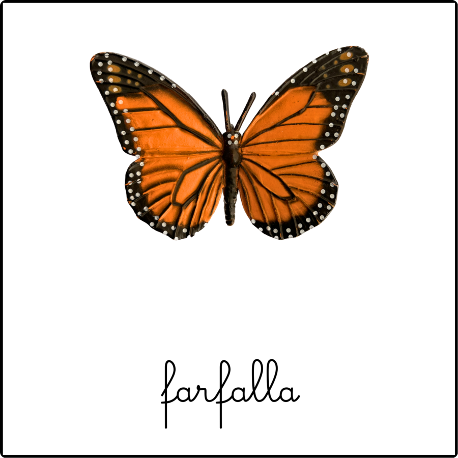 Nomenclature Montessori - Il cilo di vita della farfalla