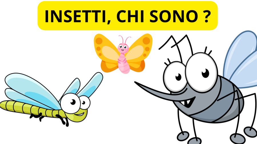 Flashcard degli Insetti