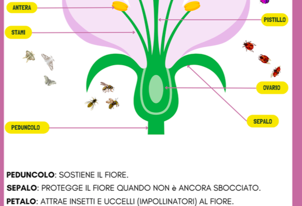 I VEGETALI: PIANTE, FIORI, FOGLIE E ALBERI