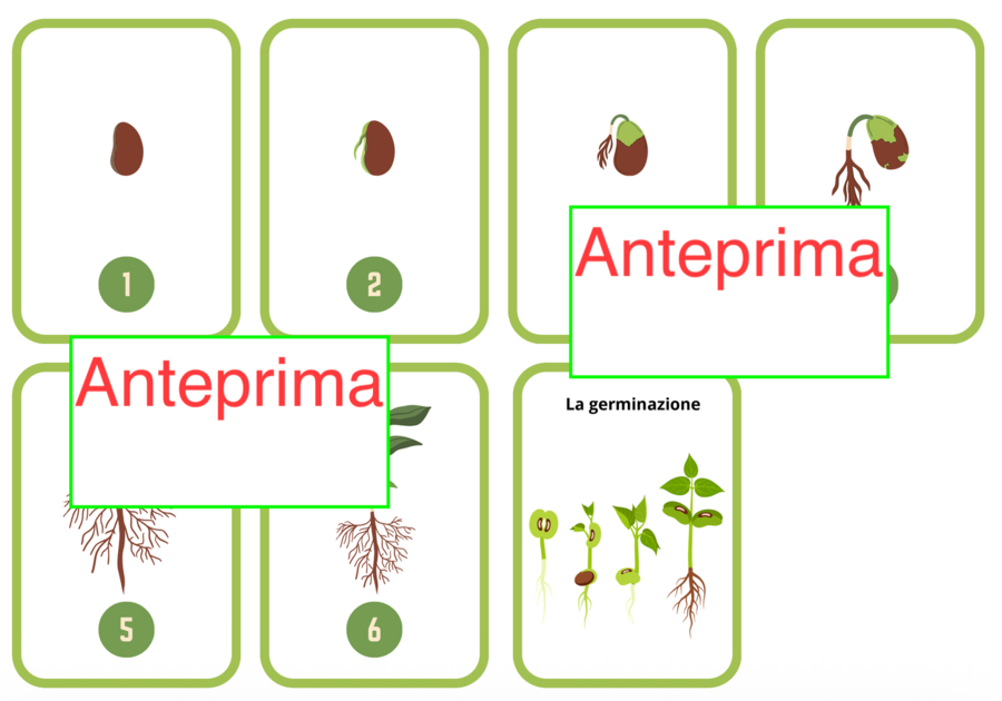 Il risveglio di un seme - Carte scientifiche Montessori e piccolo libro- classi 1-5
