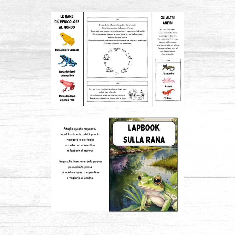 Lapbook sulle rane da stampare - Ciclo di vita delle rane