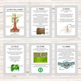 Schede didattiche sugli alberi
