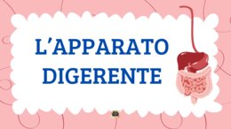 L'APPARATO DIGERENTE - QUADERNO DI SCIENZE CL. 5^ -