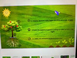 ppt sugli alberi e le foglie