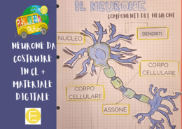 UN NEURONE DA COSTRUIRE IN COOPERATIVE LEARNING