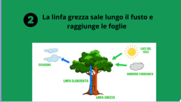 La fotosintesi clorofilliana