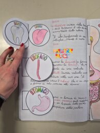 L'APPARATO DIGERENTE