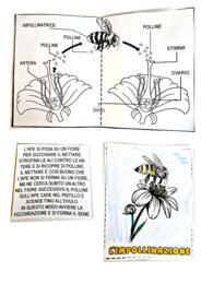 🌼🐝 Alla Scoperta delle Api - Lapbook