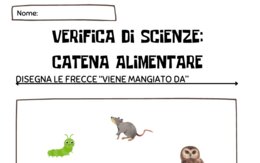 Verifica di scienze: la catena alimentare