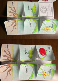 Lapbook LA PIANTA + fotosintesi clorofilliana Scienze