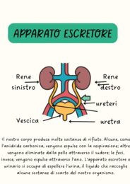 apparato circolatorio