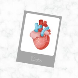 Flashcard parti del corpo