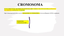 I cromosomi