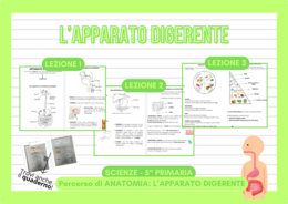 Apparato Digerente – Percorso di Scienze (PDF con lezioni e schede)
