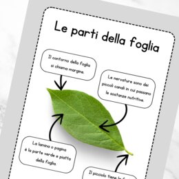 Schede didattiche sulle foglie per la classe seconda
