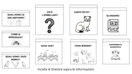 L'ERMELLINO. Il maestro del mimetismo.